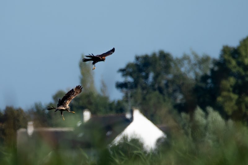 Busards des roseaux en Grande Brière